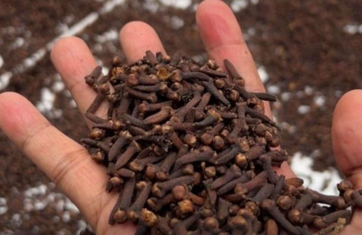 Ritual Sauna Ramuan Tradisional Bakera Maluku Utara Dilindungi Negara