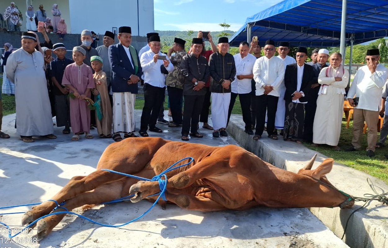 Sapi Presiden RI Jadi Hewan Qurban Pertama di Masjid Shaful Khairaat Sofifi