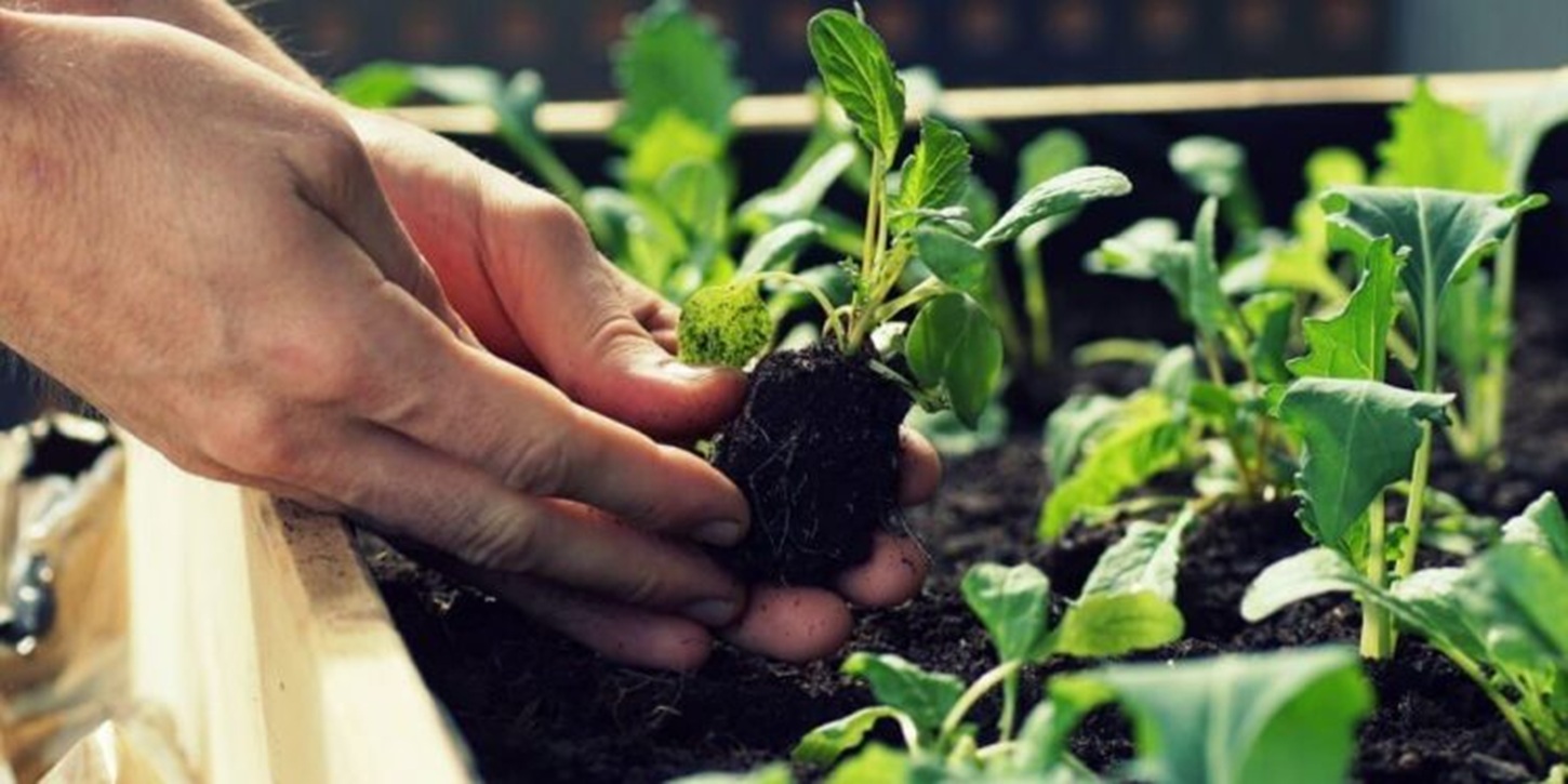 NTP Maluku Utara Turun Signifikan, Hortikultura Jadi Faktor Utama