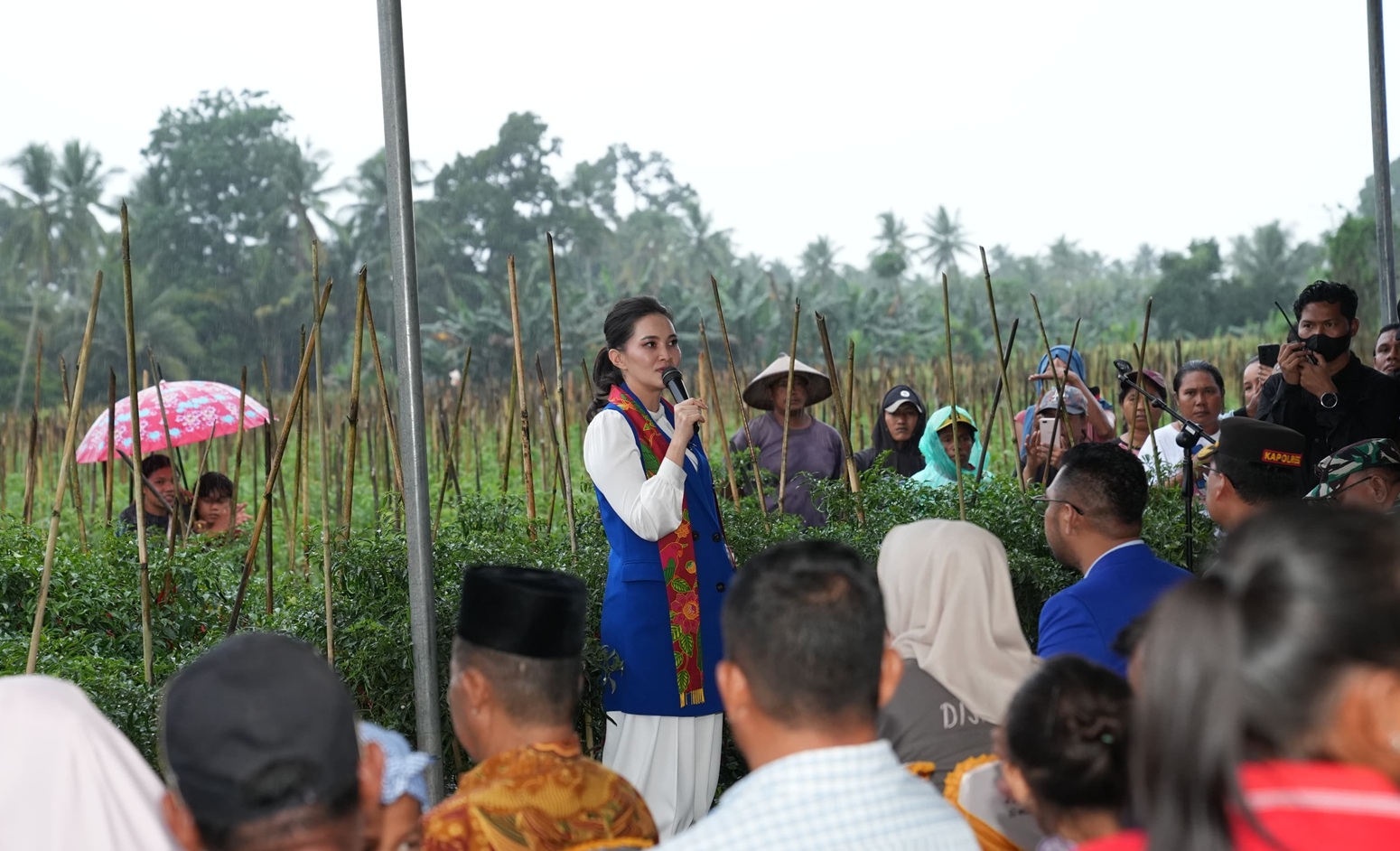 Tobelo Bergeliat! Panen Raya Cabai Jadi Bukti Keberhasilan Petani Maluku Utara