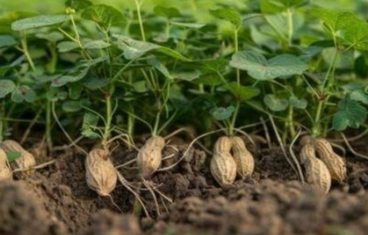 Kacang Pandanga Morotai Resmi Dilindungi Negara