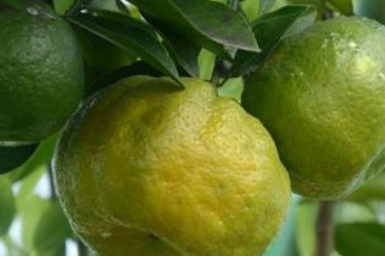 Jeruk Sabalaka Topo, Buah Khas Tidore, Kini Resmi Dilindungi Negara