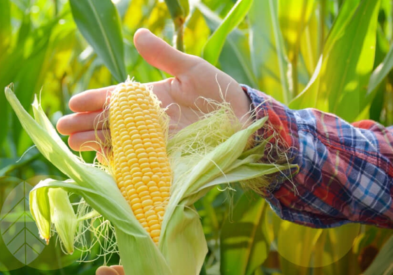 Maluku Utara Siap Cetak Rekor Panen Jagung, Tembus 1.475 Hektare!