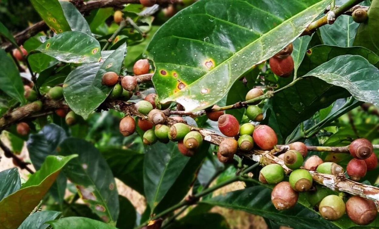 Kopi Liberika Bacan Maluku Utara: Warisan Bersejarah Berusia 100 Tahun yang Mengguncang Pasar Dunia!