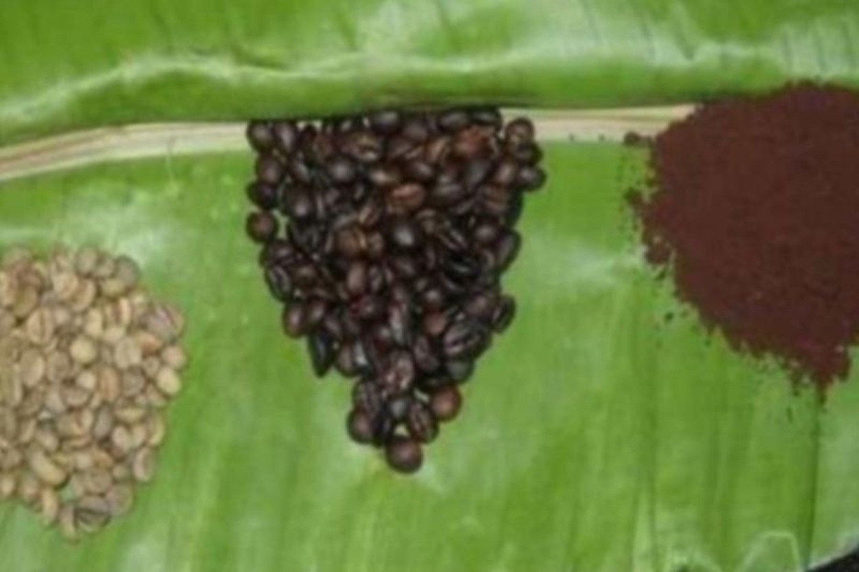 Inilah Kopi Sula, Kopi Robusta Legendaris Maluku Utara yang Dilindungi Negara