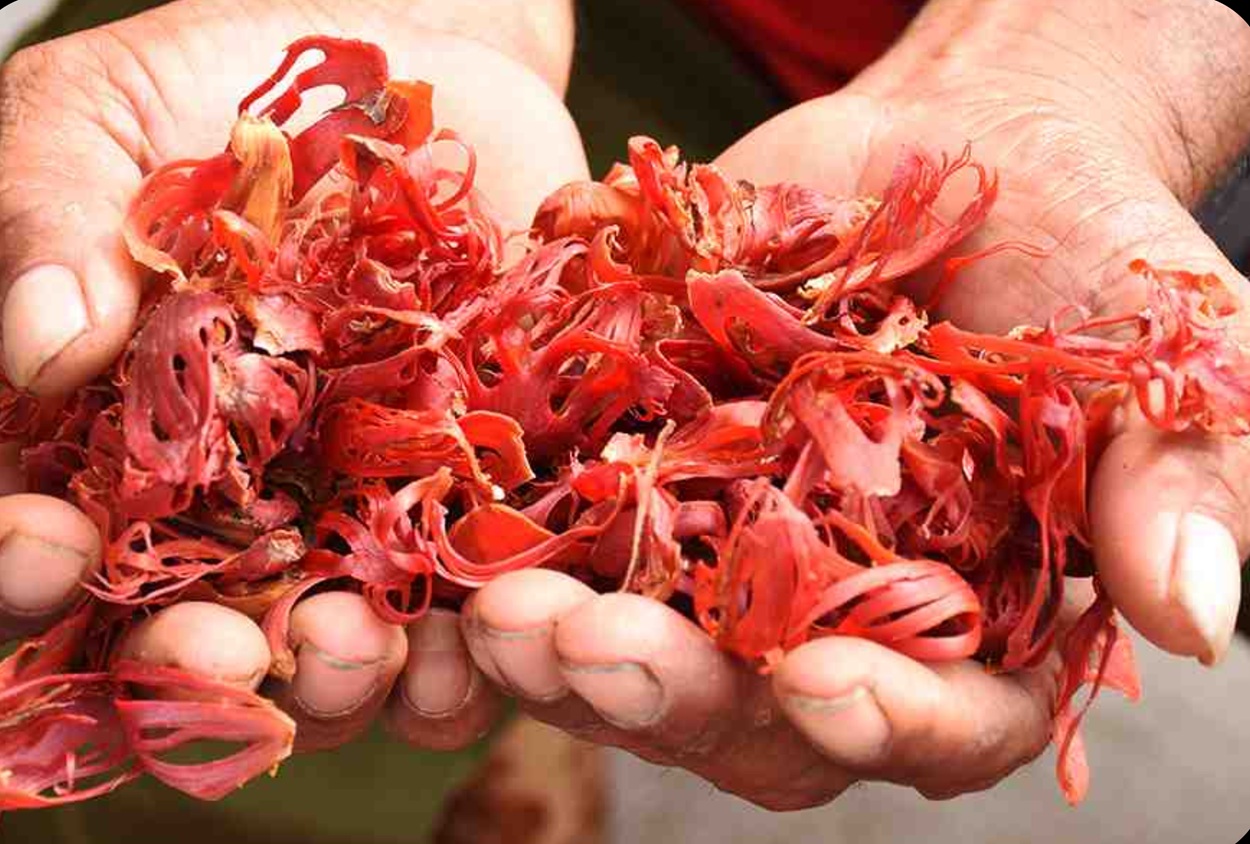 4.000 Kg Bunga Pala Maluku Utara Diekspor ke India