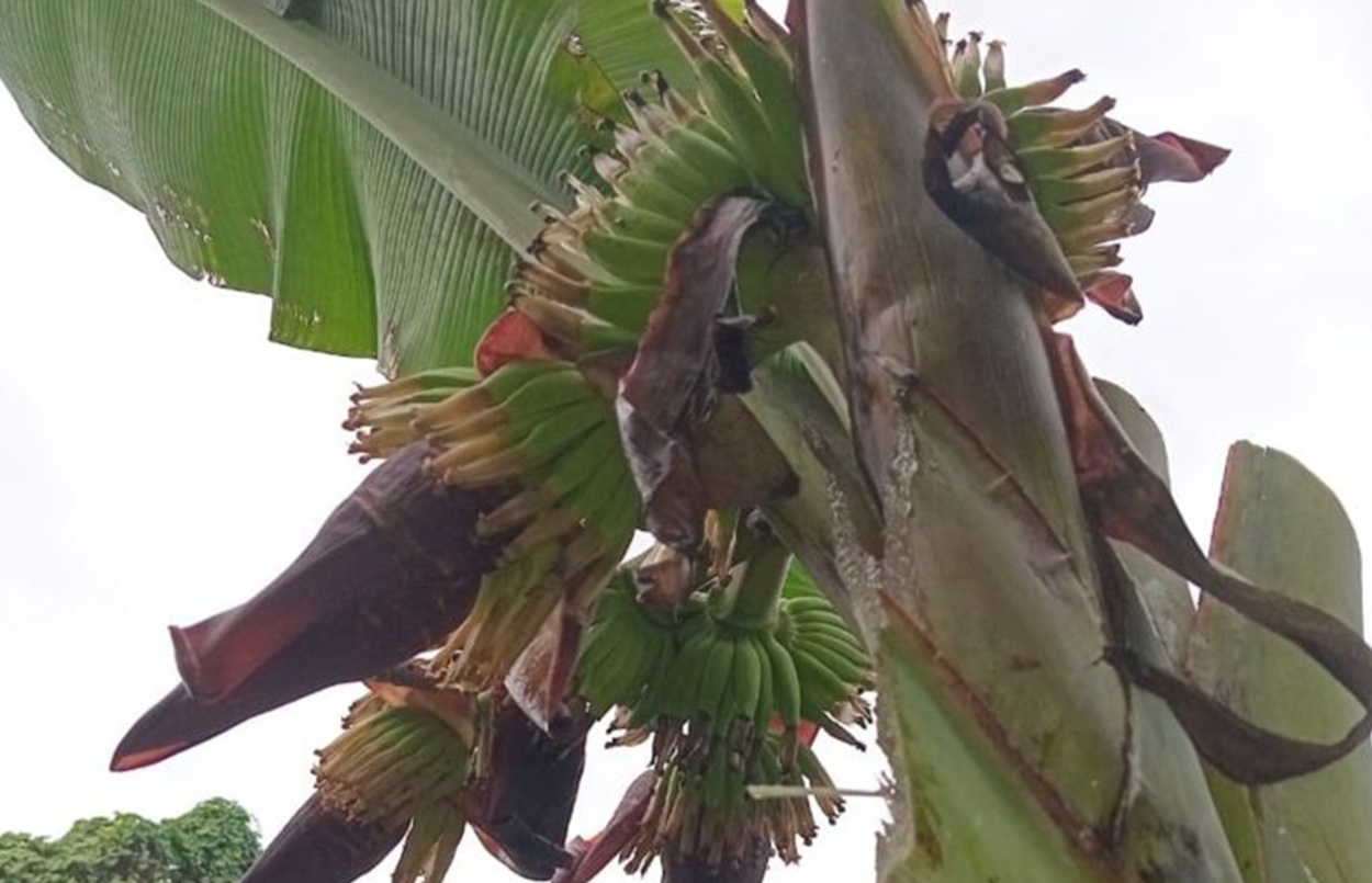 Langka! Pohon Pisang Ajaib di Ternate Maluku Utara: Empat Tandan Buah Sekaligus, Ini Ceritanya