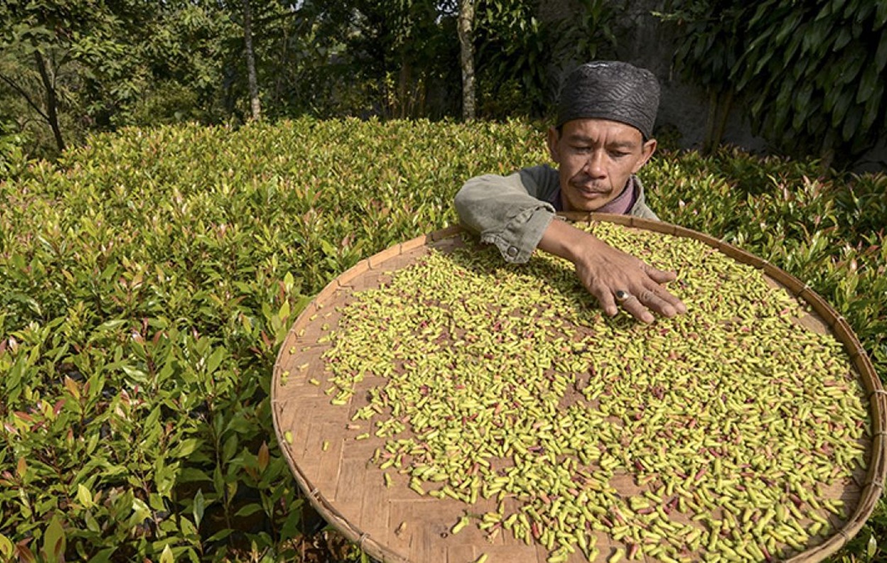 Daya Beli Petani Malut Melemah, NTP Oktober 2025 Alami Penurunan