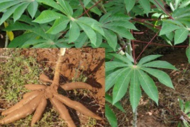 Ubi Kayu Nakamura Morotai: Kekayaan Intelektual Komunal yang Harus Dilindungi