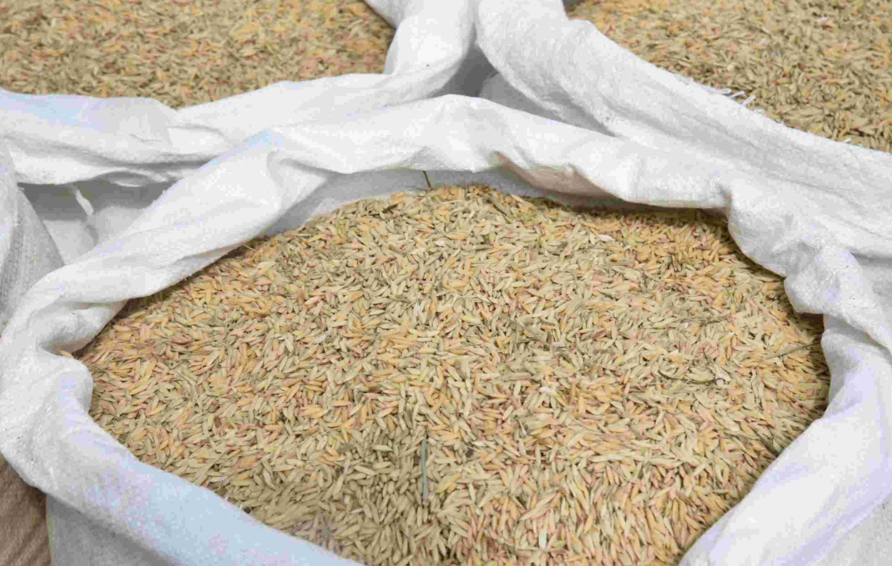 Revolusi Pertanian Malut: Jalan Tani & Bibit Unggul Digencarkan, Produksi Gabah Capai 10 Ton!