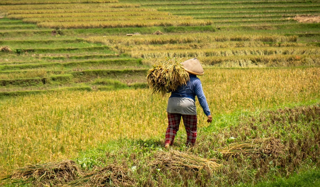 Nilai Tukar Petani Maluku Utara Melesat di Juli 2025