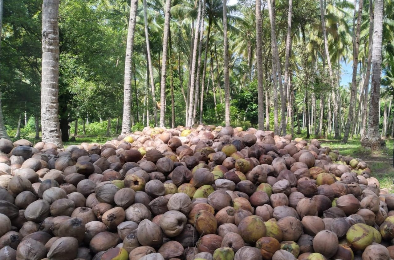 Kementerian Pertanian Dorong Hilirisasi Kelapa di Maluku Utara