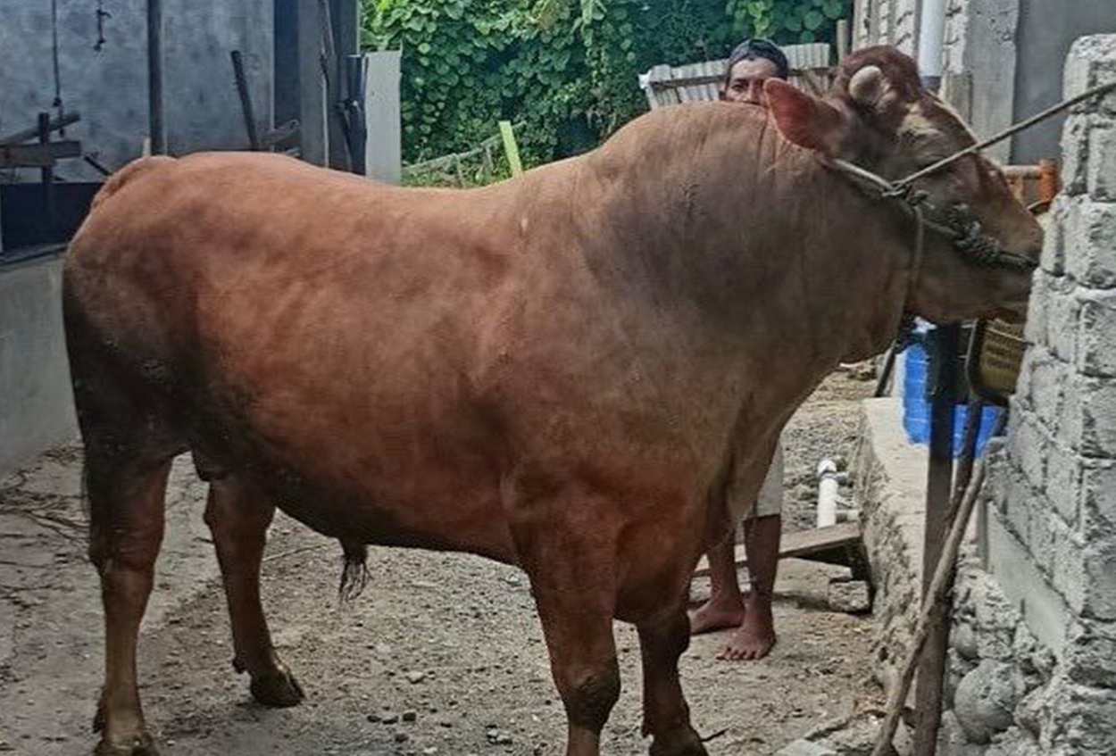 Presiden Prabowo Sumbang Sapi Limousin Jumbo 859 Kilogram untuk Masyarakat Ternate