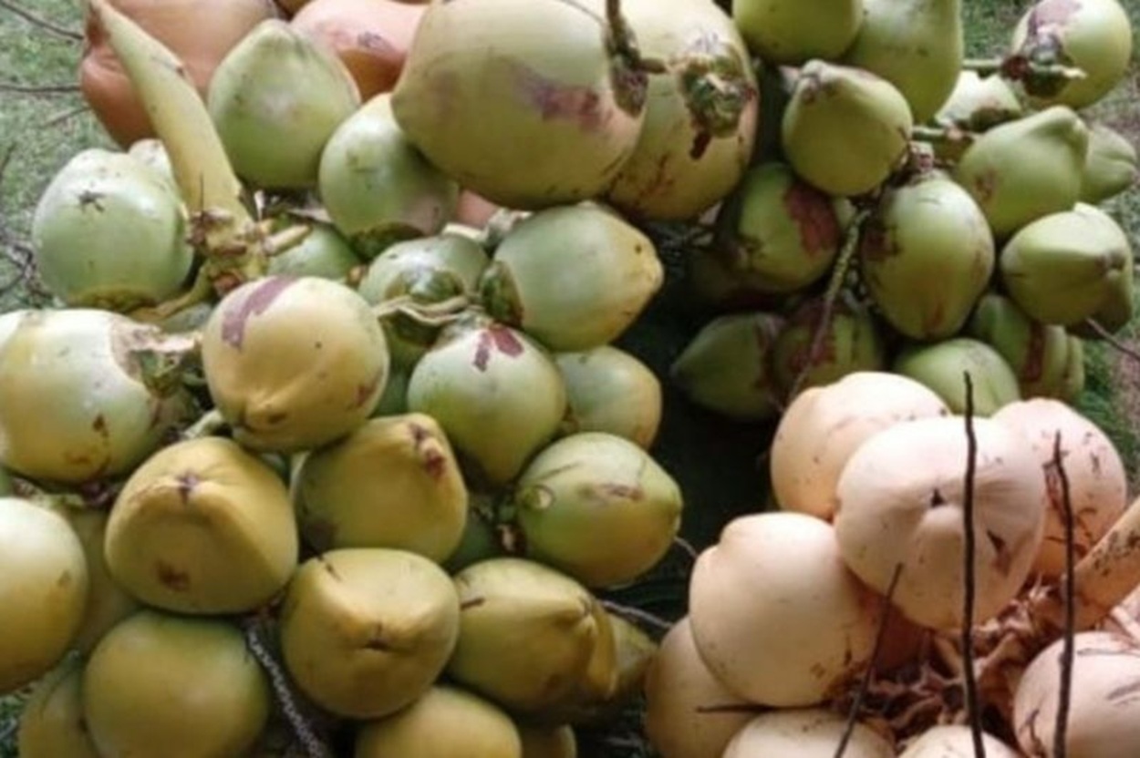 Kelapa Igo Ratu Takome Ternate: Satu Oki Bisa Hasilkan Ratusan Buah