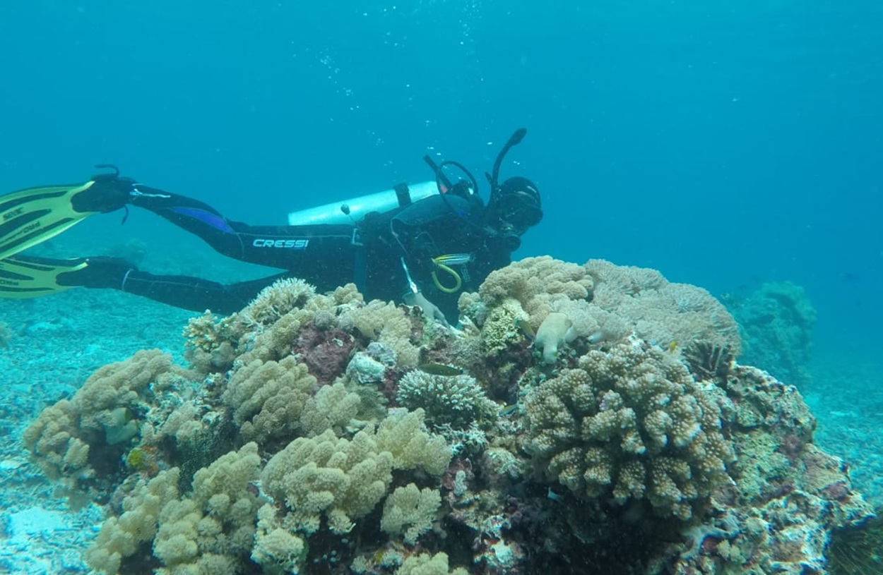 Terumbu Karang Maluku Utara Diselamatkan dengan Kolaborasi Strategis Pemerintah dan Swasta