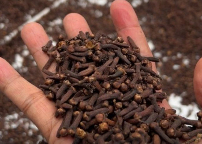 Ritual Sauna Ramuan Tradisional Bakera Maluku Utara Dilindungi Negara