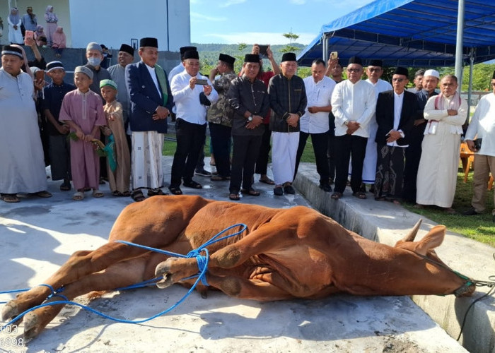 Sapi Presiden RI Jadi Hewan Qurban Pertama di Masjid Shaful Khairaat Sofifi