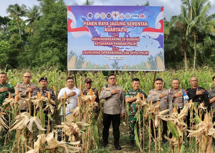 Swasembada Pangan: Wakapolda Malut Turun Gunung Pimpin Panen Jagung Serentak di Sofifi