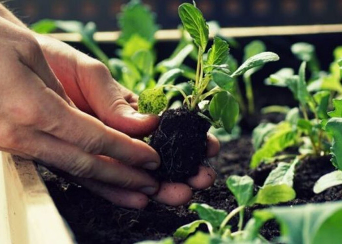 NTP Maluku Utara Turun Signifikan, Hortikultura Jadi Faktor Utama
