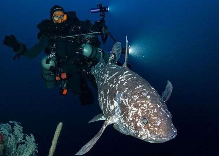 Maluku Utara Jadi Sorotan Dunia: Coelacanth Ditemukan, Konservasi Laut Dalam Diperkuat
