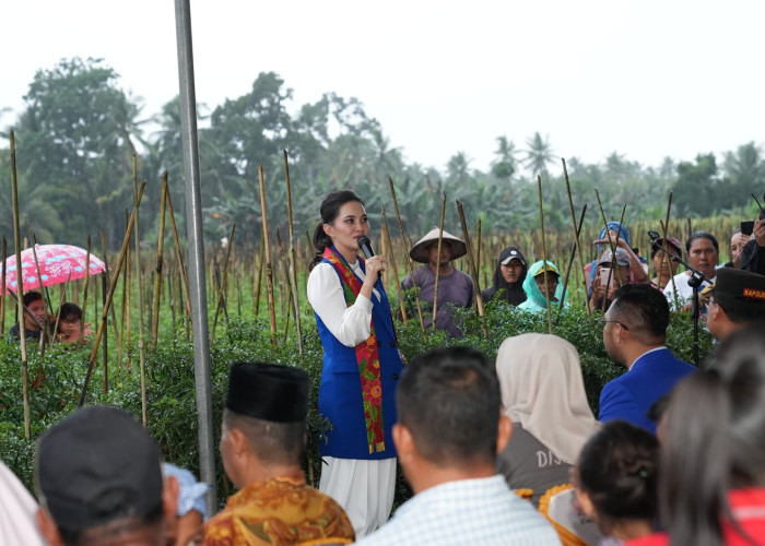 Tobelo Bergeliat! Panen Raya Cabai Jadi Bukti Keberhasilan Petani Maluku Utara