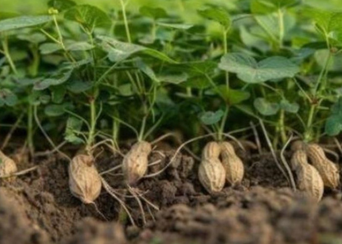 Kacang Pandanga Morotai Resmi Dilindungi Negara