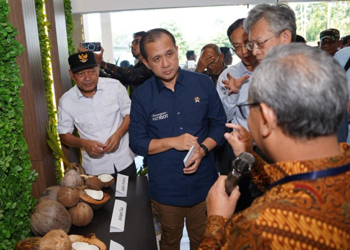 Maluku Utara Bersiap Jadi Episentrum Industrialisasi Kelapa Nasional
