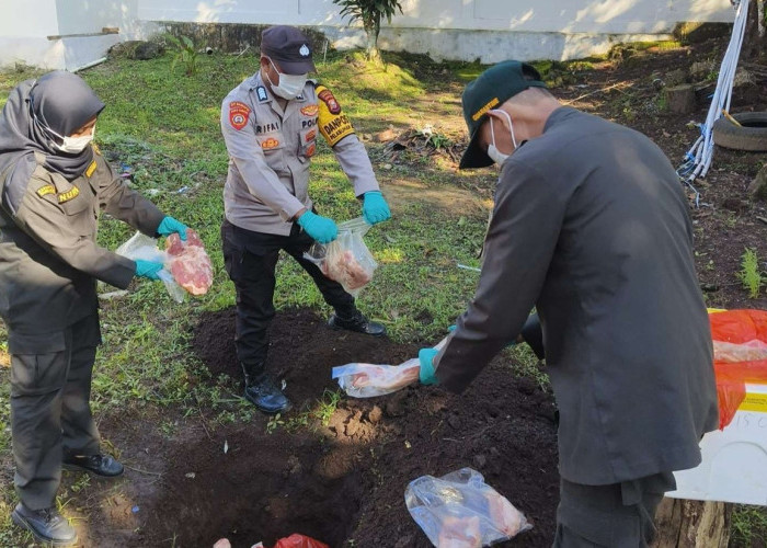 Karantina Maluku Utara Musnahkan 100 Kg Daging Babi 