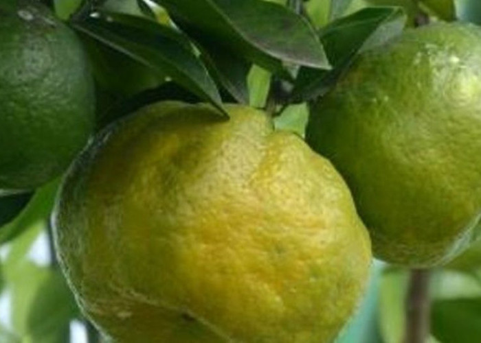 Jeruk Sabalaka Topo, Buah Khas Tidore, Kini Resmi Dilindungi Negara