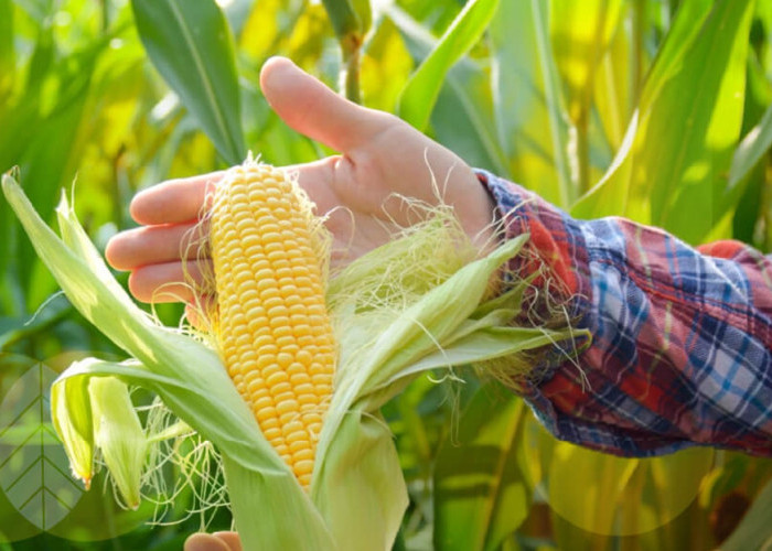 Maluku Utara Siap Cetak Rekor Panen Jagung, Tembus 1.475 Hektare!