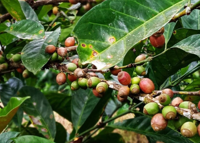 Kopi Liberika Bacan Maluku Utara: Warisan Bersejarah Berusia 100 Tahun yang Mengguncang Pasar Dunia!
