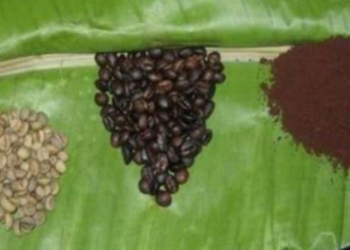 Inilah Kopi Sula, Kopi Robusta Legendaris Maluku Utara yang Dilindungi Negara