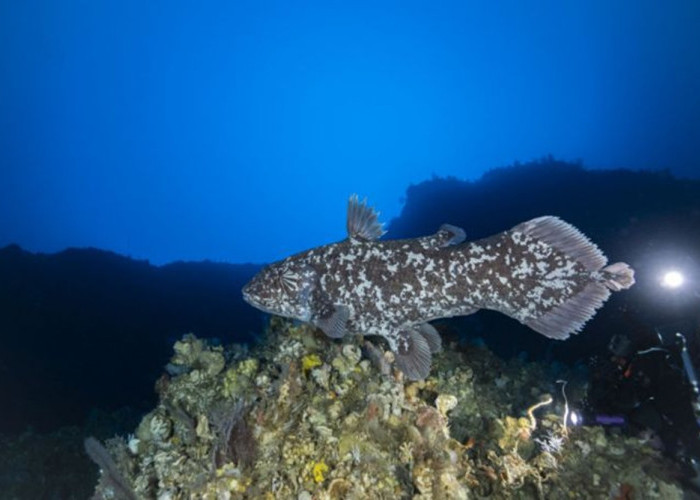 MISTERI LAUT DALAM TERUNGKAP! Coelacanth 'Fosil Hidup' Berusia 400 Juta Tahun Ditemukan di Maluku Utara