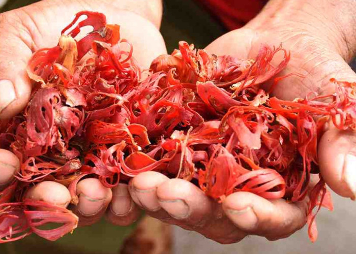 4.000 Kg Bunga Pala Maluku Utara Diekspor ke India