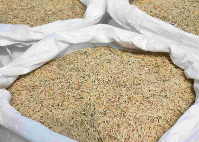 Revolusi Pertanian Malut: Jalan Tani & Bibit Unggul Digencarkan, Produksi Gabah Capai 10 Ton!