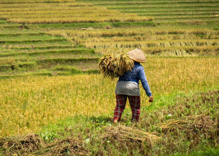 Nilai Tukar Petani Maluku Utara Melesat di Juli 2025