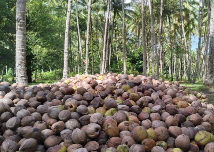 Kementerian Pertanian Dorong Hilirisasi Kelapa di Maluku Utara