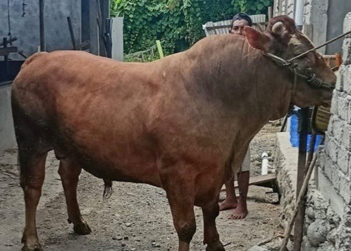 Presiden Prabowo Sumbang Sapi Limousin Jumbo 859 Kilogram untuk Masyarakat Ternate