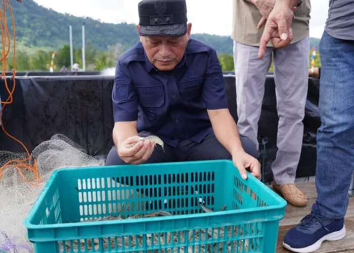 Tembus 1,5 Ton, Sukses Panen Perdana Udang Vaname di Tuada Halmahera Barat Cetak Omzet Fantastis
