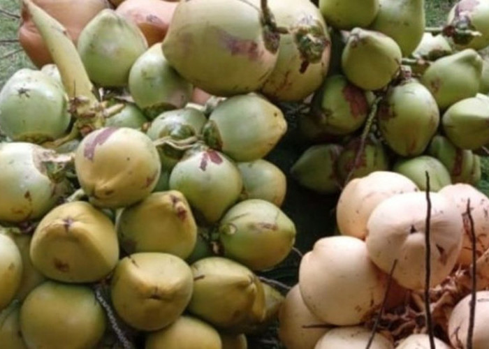 Kelapa Igo Ratu Takome Ternate: Satu Oki Bisa Hasilkan Ratusan Buah