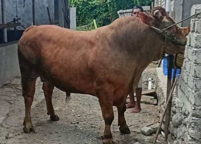 INI DIA! Sapi Kurban Presiden Prabowo di Maluku Utara, Bobotnya 900 Kg 