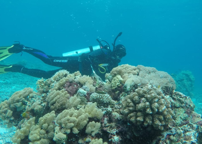 Terumbu Karang Maluku Utara Diselamatkan dengan Kolaborasi Strategis Pemerintah dan Swasta