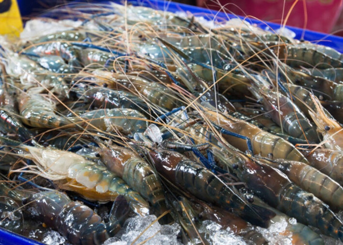 Udang Maluku Utara Berkualitas Tinggi, Pemerintah Beri Dukungan