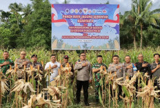 Swasembada Pangan: Wakapolda Malut Turun Gunung Pimpin Panen Jagung Serentak di Sofifi