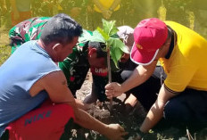 TNI-Polri Luncurkan 'Emas Hijau' 1 Juta Pohon Sukun di Morotai