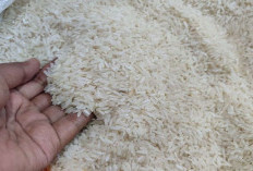 TANPA IMPOR! Maluku Utara Tegaskan Dukungan Swasembada Beras Era Prabowo