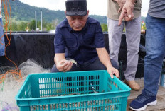 Tembus 1,5 Ton, Sukses Panen Perdana Udang Vaname di Tuada Halmahera Barat Cetak Omzet Fantastis